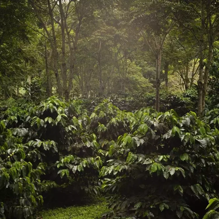 cafe-the-forest-bio (2).webp