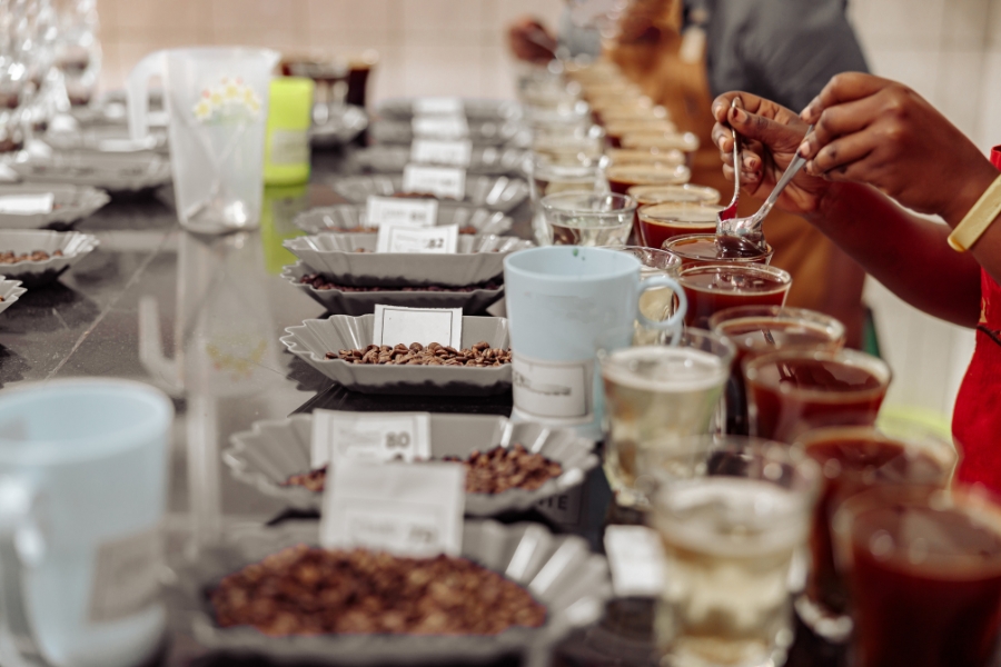 Degustator oceniający kawę speciality podczas cuppingu